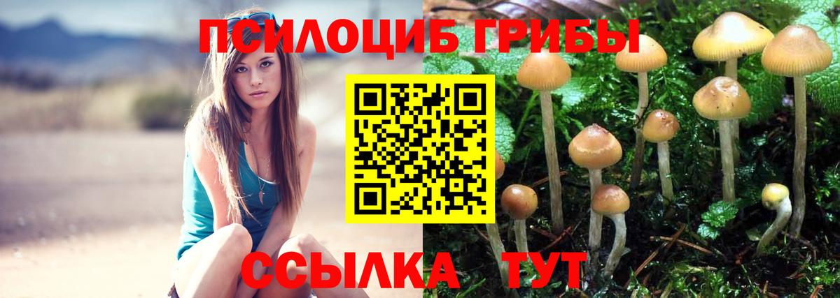 Зерноград  Галлюциногенные грибы Psilocybine cubensis  Вход с VPN 